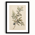 Vintage Botanical Art Prints – Olive Branch with Dark Olives