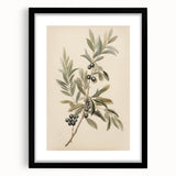 Vintage Botanical Art Prints – Olive Branch with Dark Olives