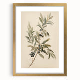 Vintage Botanical Art Prints – Olive Branch with Dark Olives