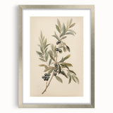 Vintage Botanical Art Prints – Olive Branch with Dark Olives