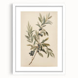 Vintage Botanical Art Prints – Olive Branch with Dark Olives