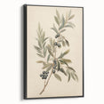 Vintage Botanical Art Prints – Olive Branch with Dark Olives