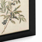 Vintage Botanical Art Prints – Olive Branch with Dark Olives