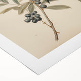 Vintage Botanical Art Prints – Olive Branch with Dark Olives
