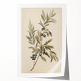 Vintage Botanical Art Prints – Olive Branch with Dark Olives