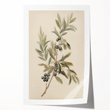 Vintage Botanical Art Prints – Olive Branch with Dark Olives