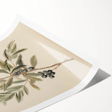 Vintage Botanical Art Prints – Olive Branch with Dark Olives