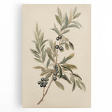 Vintage Botanical Art Prints – Olive Branch with Dark Olives