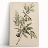 Vintage Botanical Art Prints – Olive Branch with Dark Olives