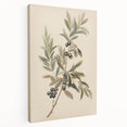 Vintage Botanical Art Prints – Olive Branch with Dark Olives