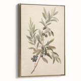 Vintage Botanical Art Prints – Olive Branch with Dark Olives