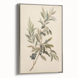 Vintage Botanical Art Prints – Olive Branch with Dark Olives