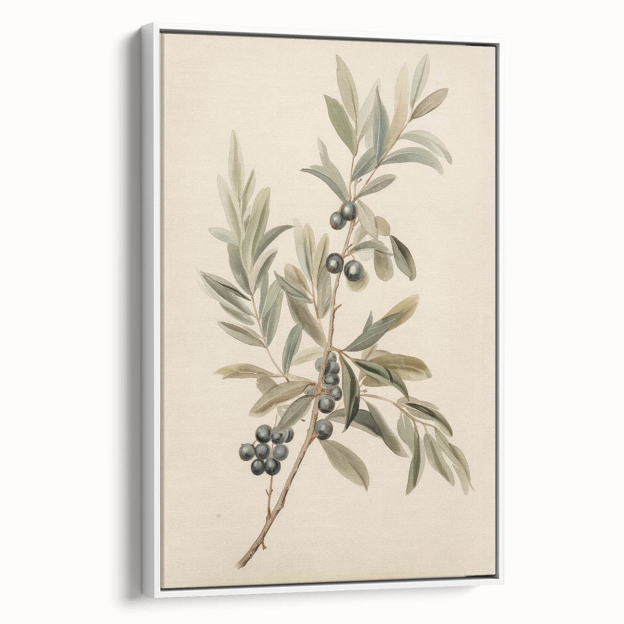 Vintage Botanical Art Prints – Olive Branch with Dark Olives