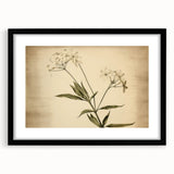 Vintage Botanical Art Prints – Elegant Flower Illustration