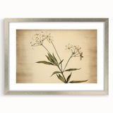 Vintage Botanical Art Prints – Elegant Flower Illustration