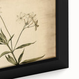 Vintage Botanical Art Prints – Elegant Flower Illustration