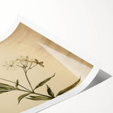 Vintage Botanical Art Prints – Elegant Flower Illustration