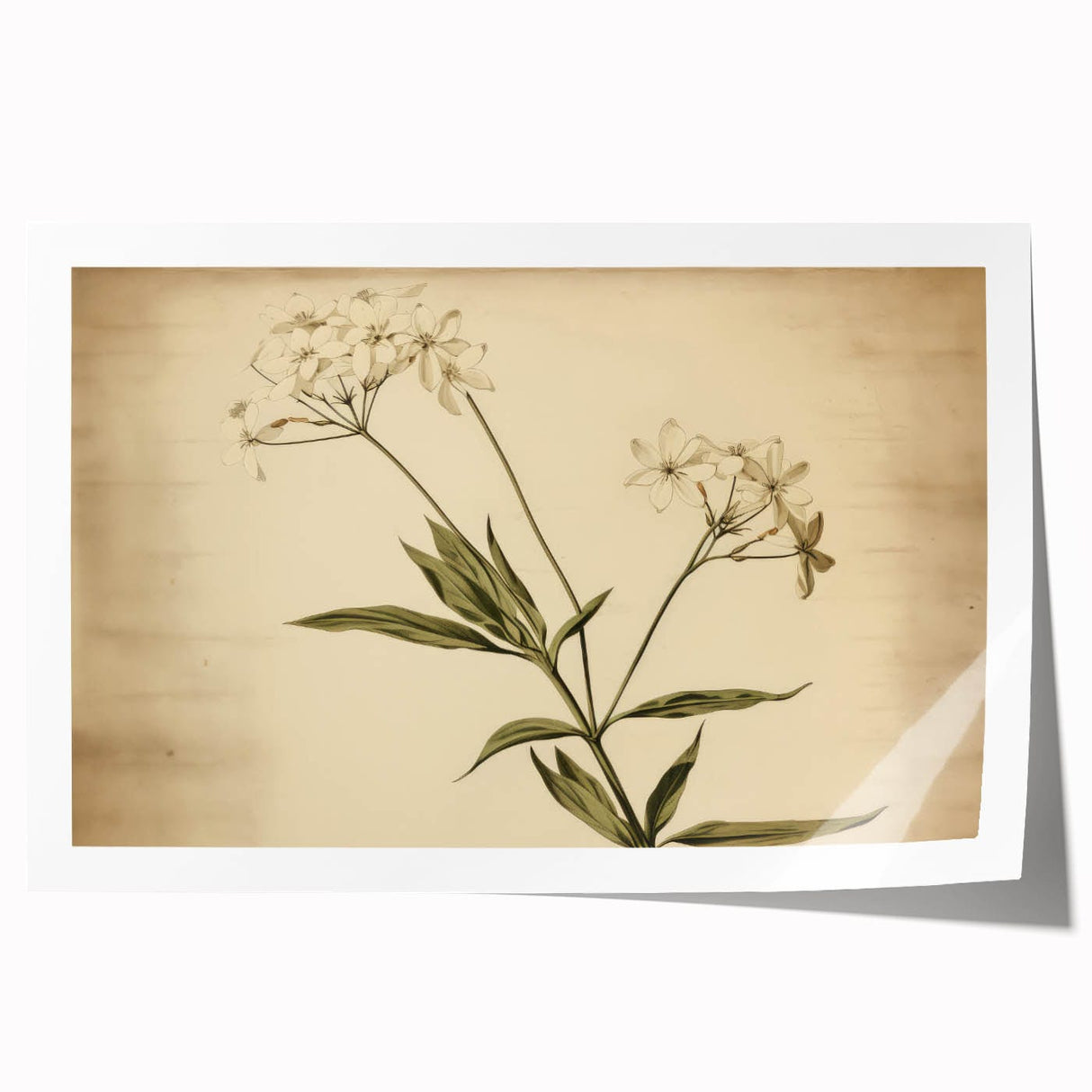 Vintage Botanical Art Prints – Elegant Flower Illustration