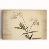 Vintage Botanical Art Prints – Elegant Flower Illustration