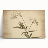 Vintage Botanical Art Prints – Elegant Flower Illustration