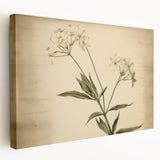 Vintage Botanical Art Prints – Elegant Flower Illustration