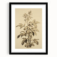 Vintage Botanical Art Prints – Detailed Plant Illustration
