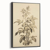 Vintage Botanical Art Prints – Detailed Plant Illustration