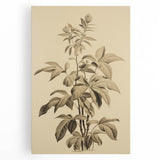 Vintage Botanical Art Prints – Detailed Plant Illustration