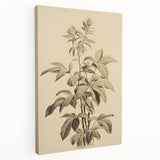 Vintage Botanical Art Prints – Detailed Plant Illustration