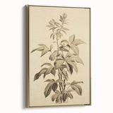 Vintage Botanical Art Prints – Detailed Plant Illustration