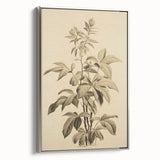 Vintage Botanical Art Prints – Detailed Plant Illustration