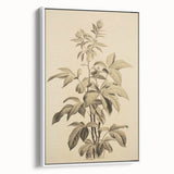 Vintage Botanical Art Prints – Detailed Plant Illustration