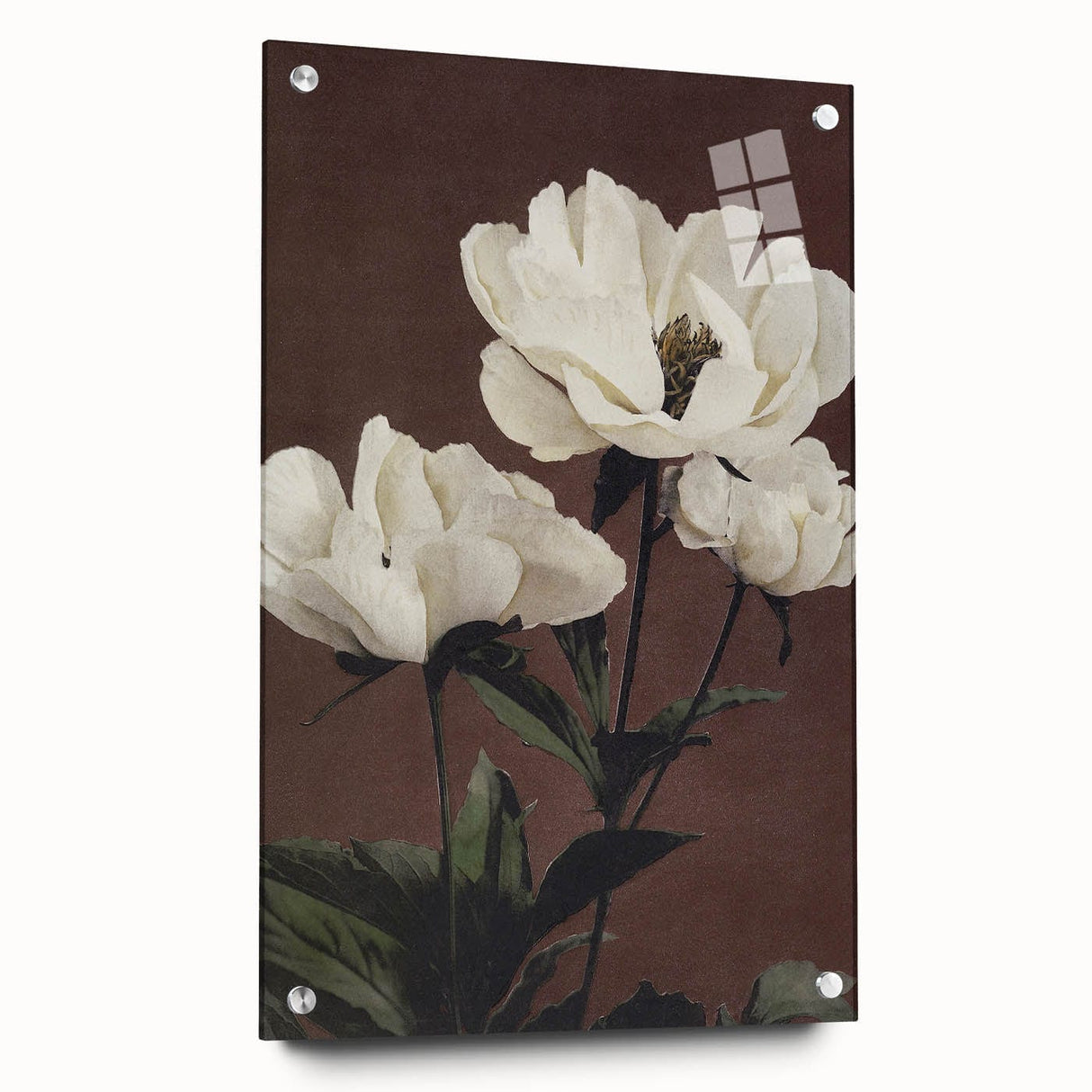 Vintage White Peonies Still Life – Elegant Floral Wall Art Print
