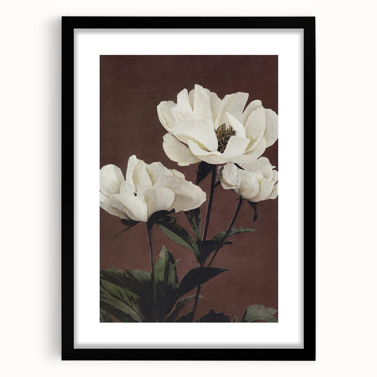 Vintage White Peonies Still Life – Elegant Floral Wall Art Print