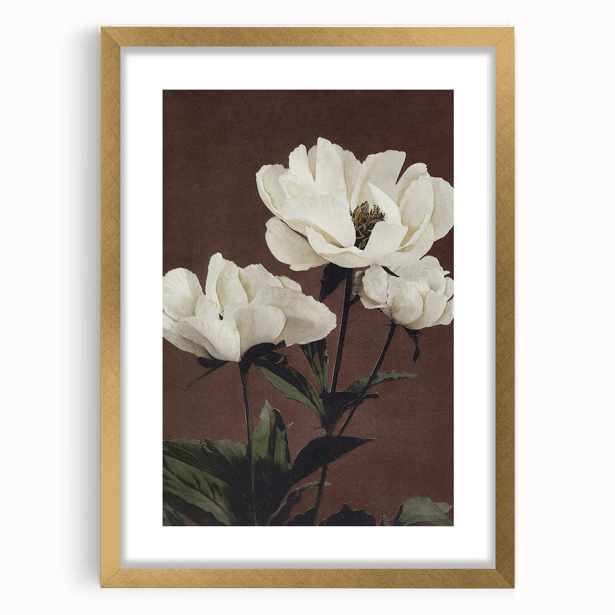 Vintage White Peonies Still Life – Elegant Floral Wall Art Print