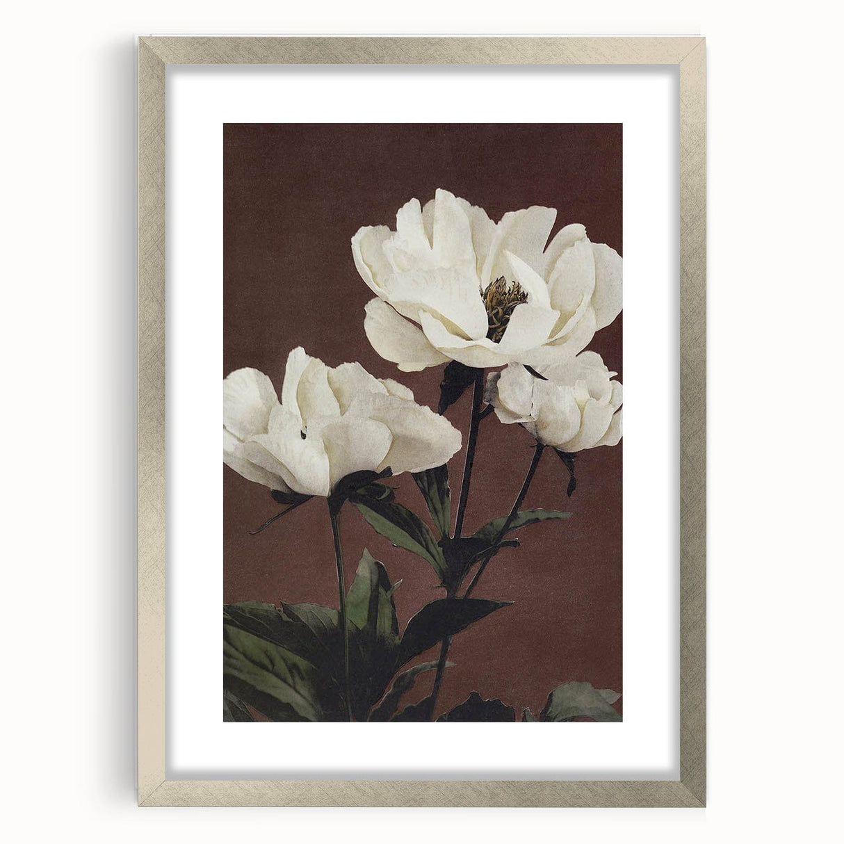 Vintage White Peonies Still Life – Elegant Floral Wall Art Print
