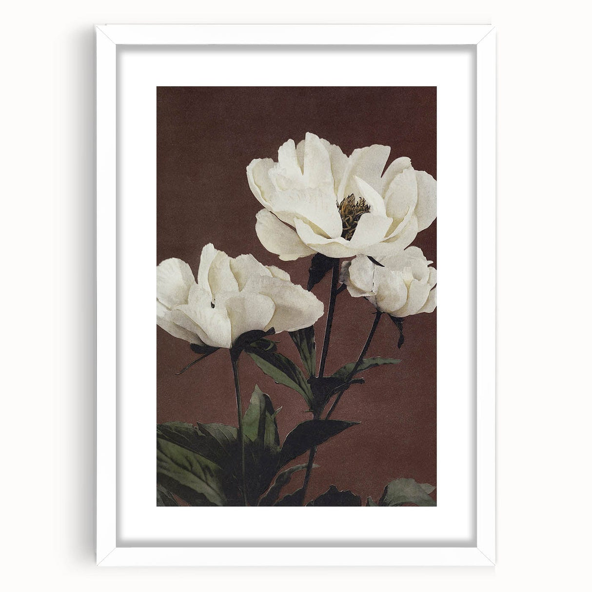 Vintage White Peonies Still Life – Elegant Floral Wall Art Print