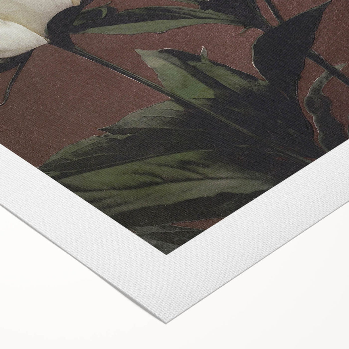 Vintage White Peonies Still Life – Elegant Floral Wall Art Print